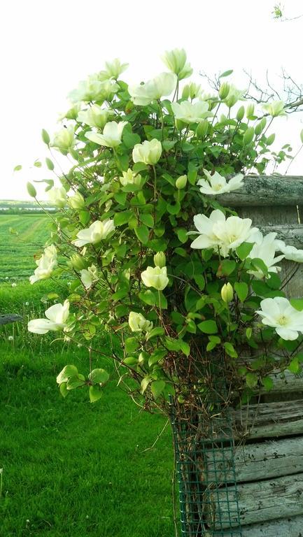 Lovely Green Gable Home Miscouche Eksteriør billede